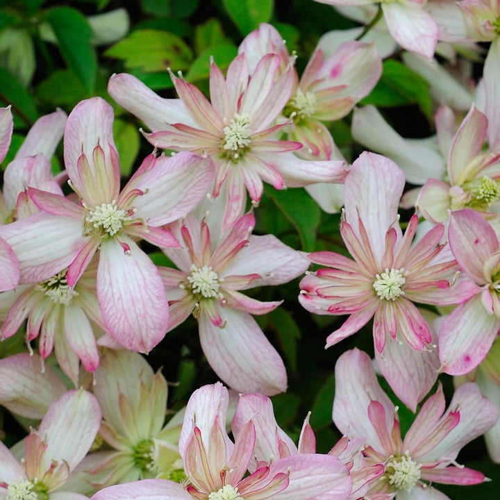 Clematite Montana Marjorie - Regina plantelor cataratoare pret special!