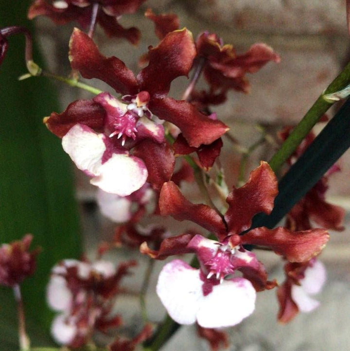 Orhidee Oncidium Sharry Baby Sweet Fragrance- cel mai  bun pret cu livrare!