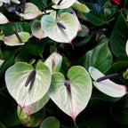 Anthurium Adios Romance - flori spectaculoase