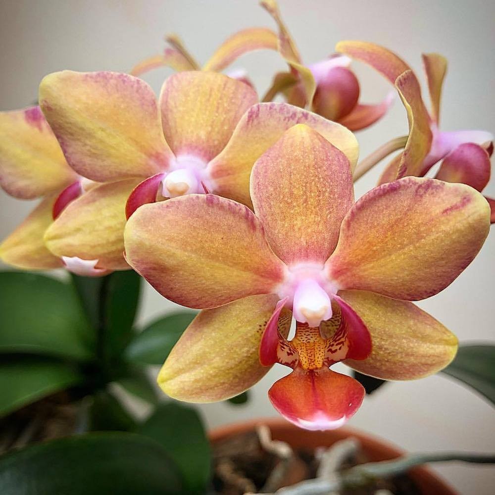 Orhidee Phalaenopsis Yellow Boy, de vanzare la pret special!