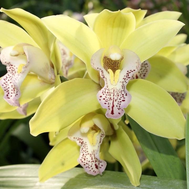 Orhidee Cymbidium Tiger Tail Canary - culori speciale de cymbidium in ghiveci