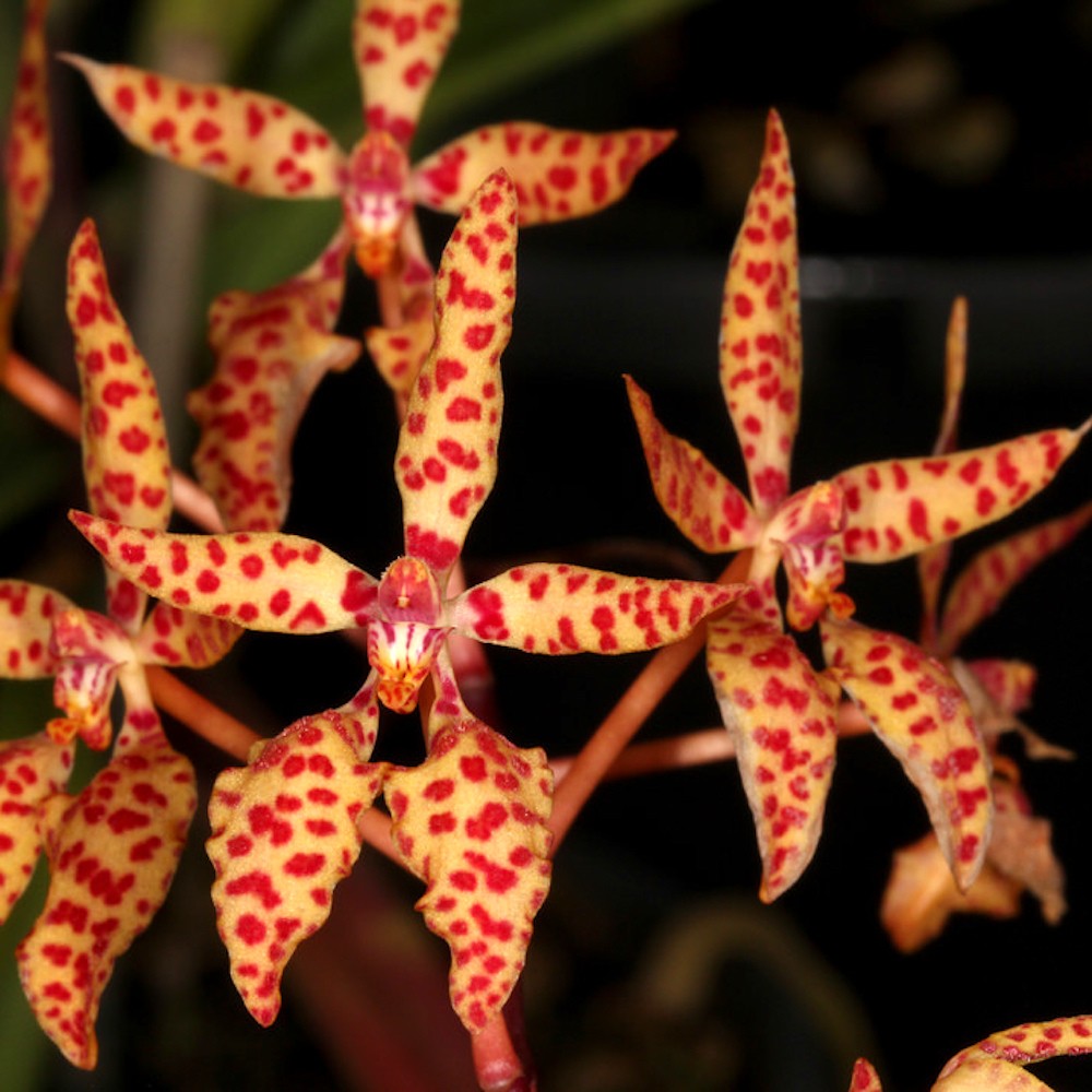Orhidee Renanthera monachica