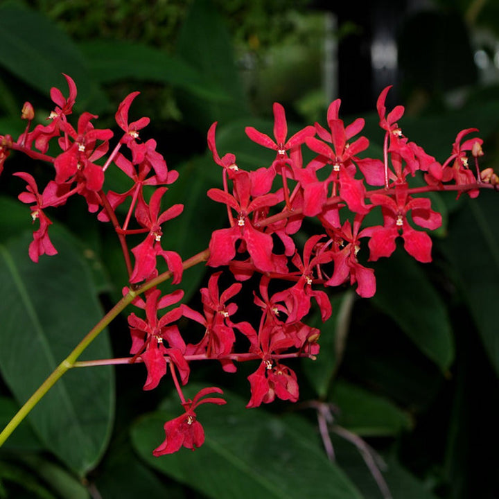 Orhidee Renanthera philippinensis