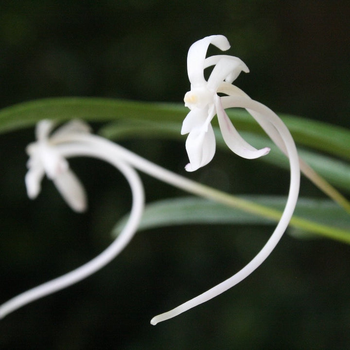 Orhidee Neofinetia (Vanda) falcata Beer - flori parfumate (iasomie)