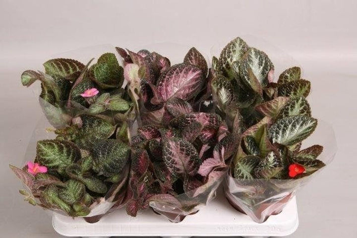 Episcia Pink Panther, planta cu flori speciale, disponibila la pret atractiv!