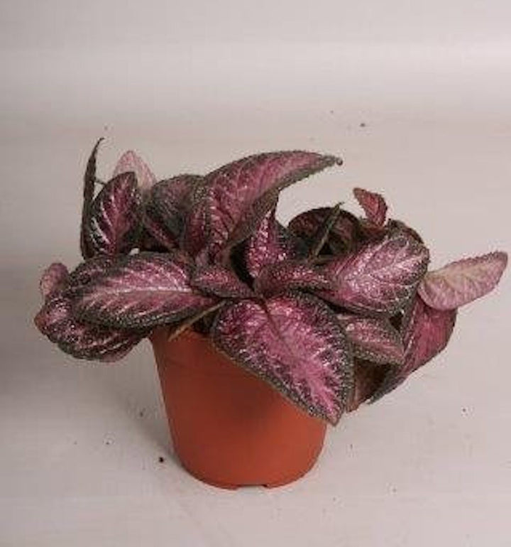 Episcia Purple Rain, planta cu flori speciale, disponibila la pret atractiv!