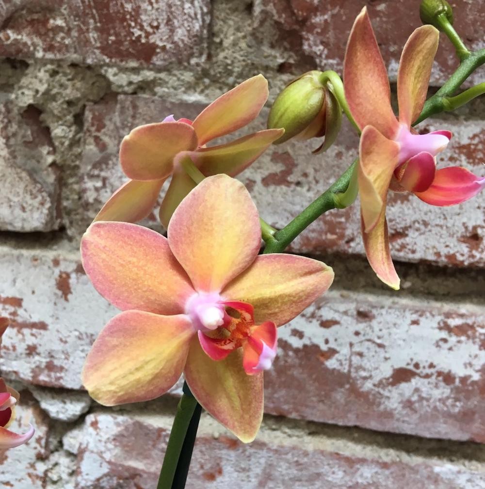 Orhidee Phalaenopsis Yellow Boy, de vanzare la pret special!
