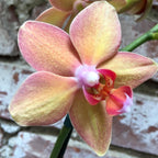 Orhidee Phalaenopsis Yellow Boy, de vanzare la pret special!