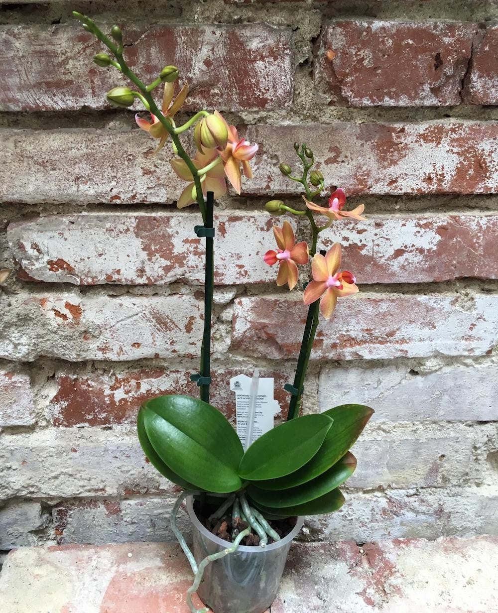 Orhidee Phalaenopsis Yellow Boy, de vanzare la pret special!