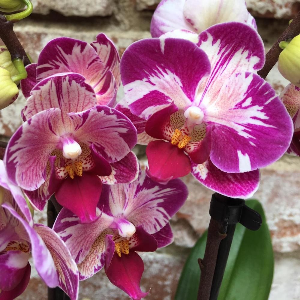 Orhidee Phalaenopsis Dtps. Little Gem Stripes 'Cat's King'   - culori speciale la pret imbatabil!