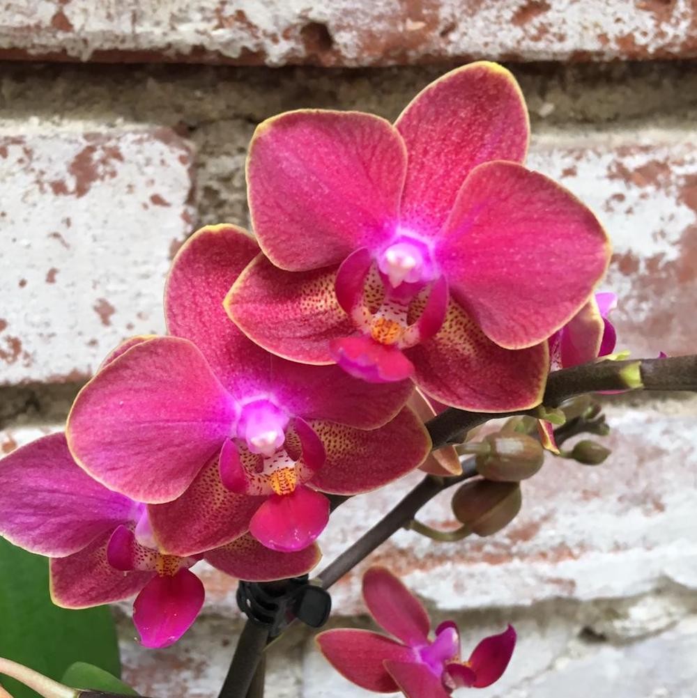 Orhidee Phalaenopsis Sogo, multiflora, de vanzare, pret atractiv!