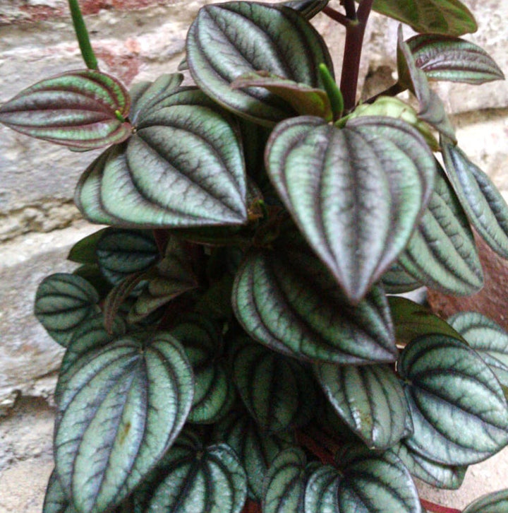 Peperomia Piccolo banda