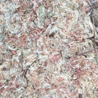 Sphagnum Moss de vanzare, pret special, disponibil online si in magazin