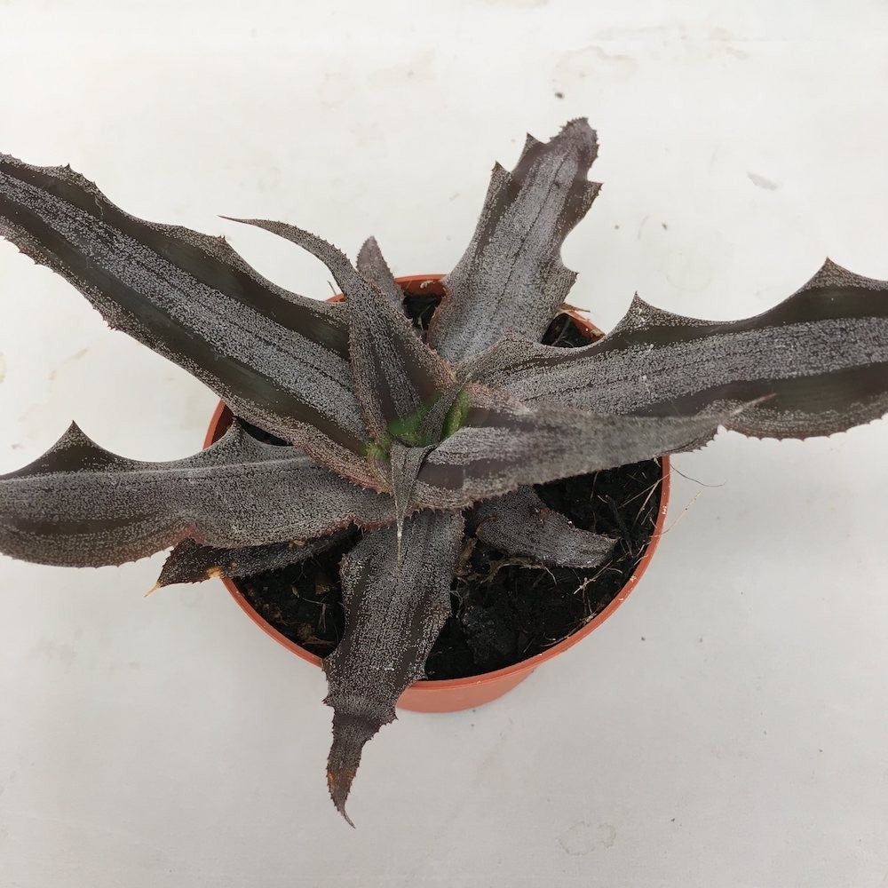 Cryptanthus Creme Brulee