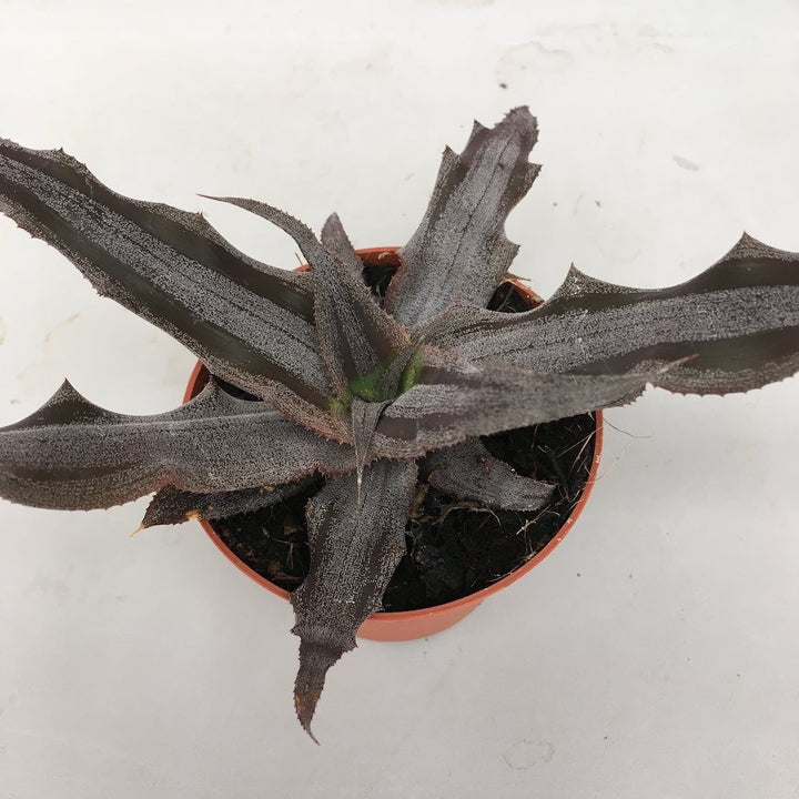 Cryptanthus Creme Brulee