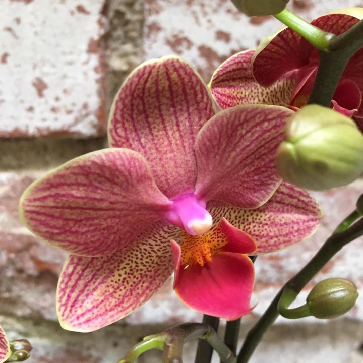 Orhidee Phalaenopsis multiflora - culori speciale la pret atractiv!