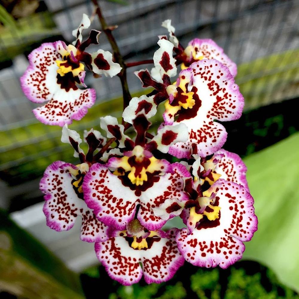 Orhidee Tolumnia Jairak Firm "Brown Brush"
