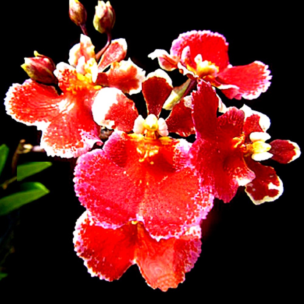 Orhidee Tolumnia Jairak Firm Red Crystal
