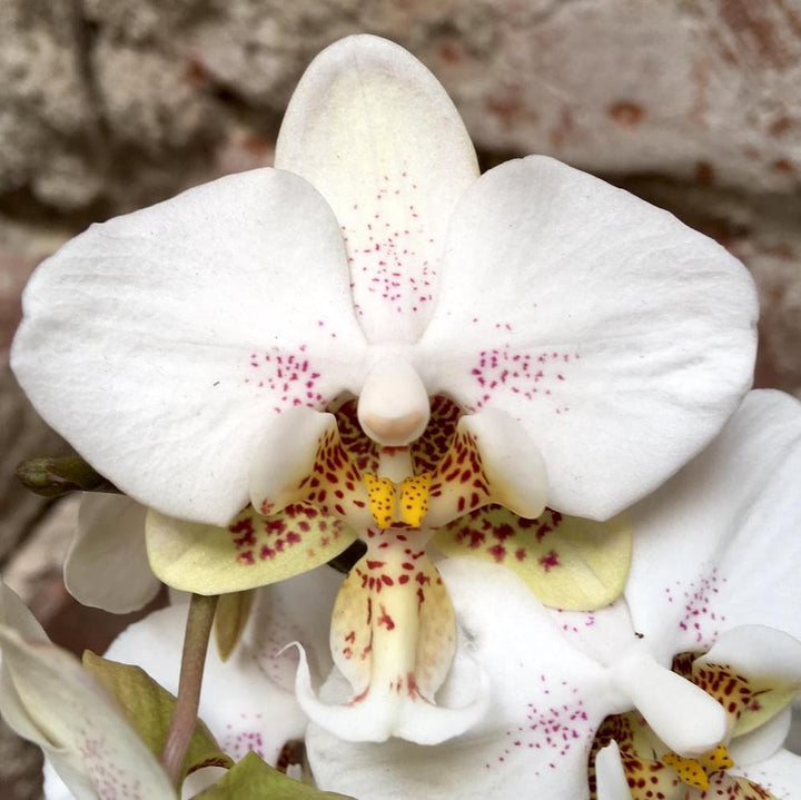 Comanda online Orhidee Phalaenopsis Stuartiana, pret imbatabil!