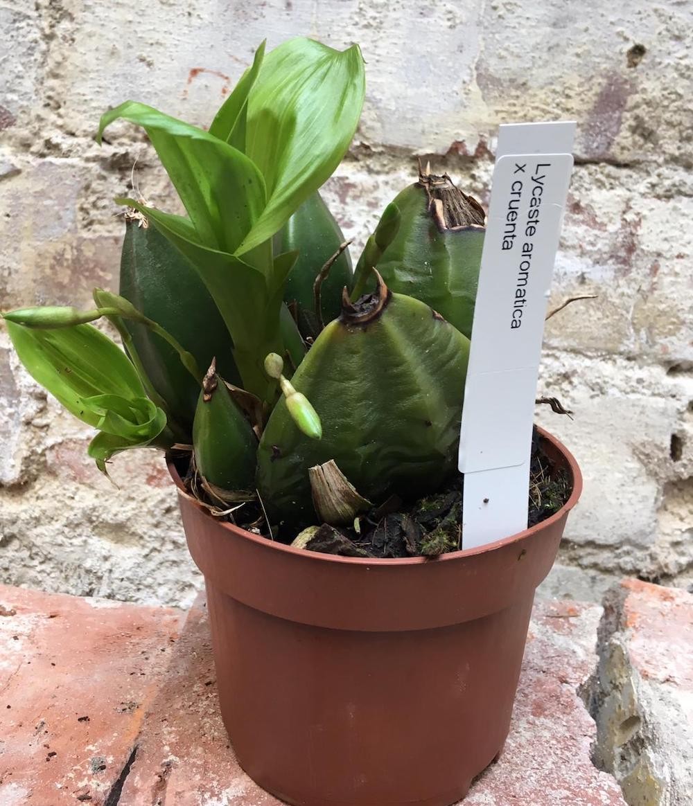 Orhidee Lycaste aromatica x cruenta