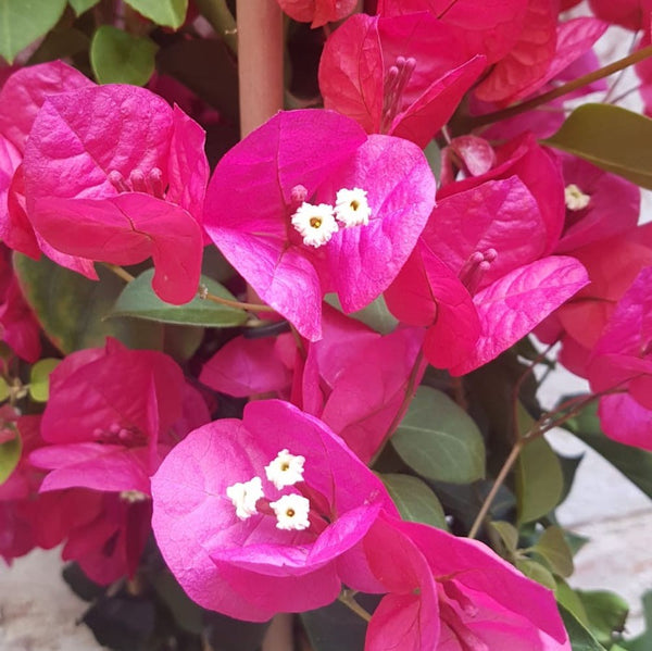 Comanda online Bougainvillea roz, Floarea de hartie cel mai bun pret!