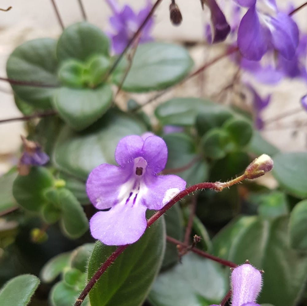 Streptocarpus saxorum, Streptocarpella