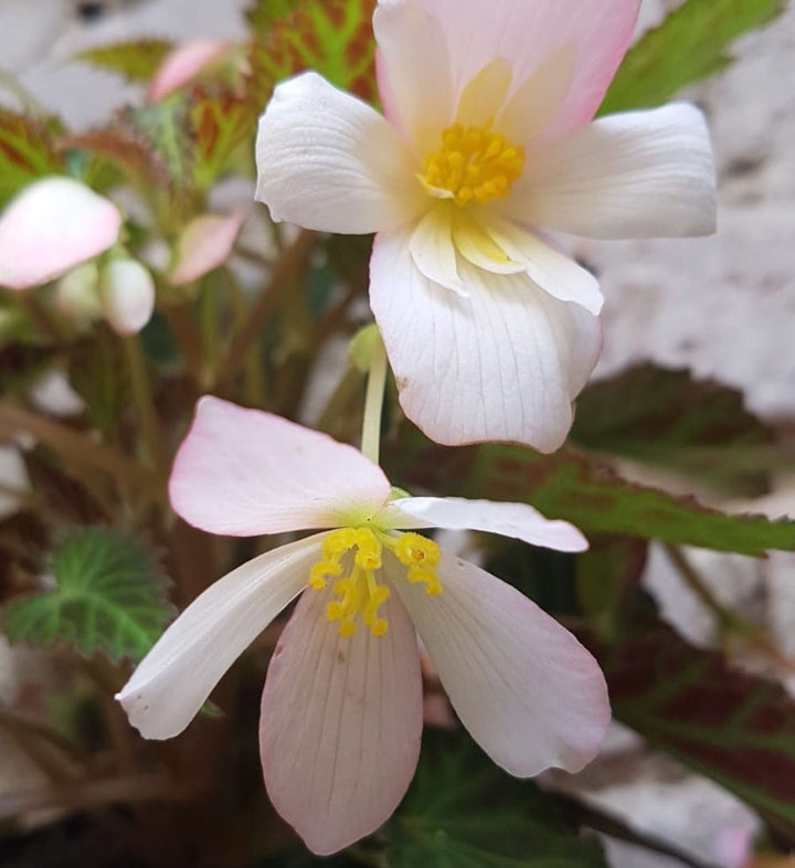 Begonia Waterfall mix