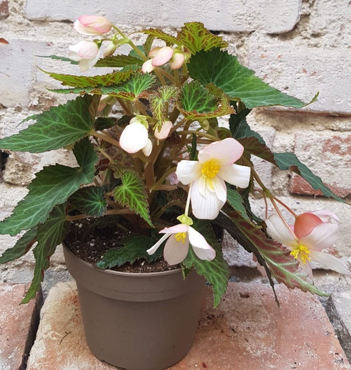 Begonia Waterfall mix