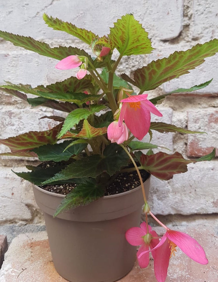 Begonia Waterfall mix