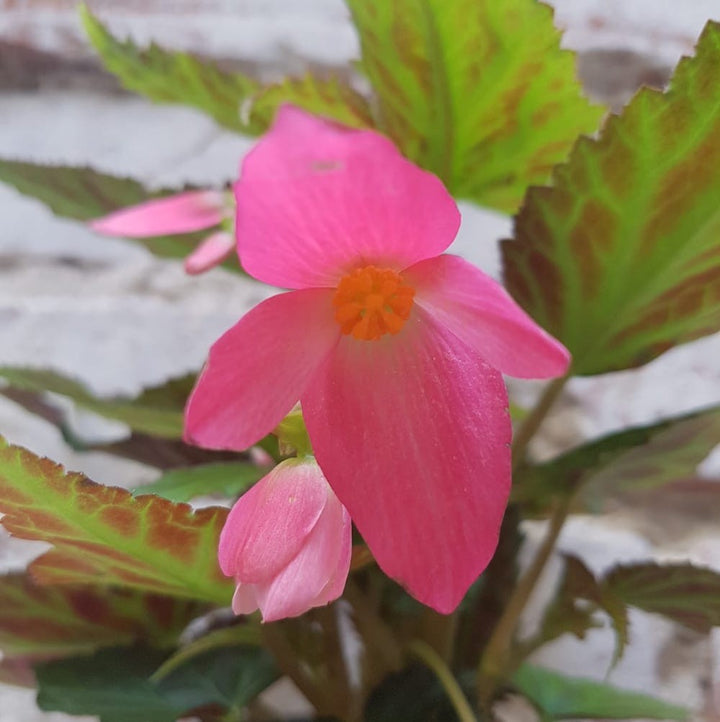 Begonia Waterfall mix