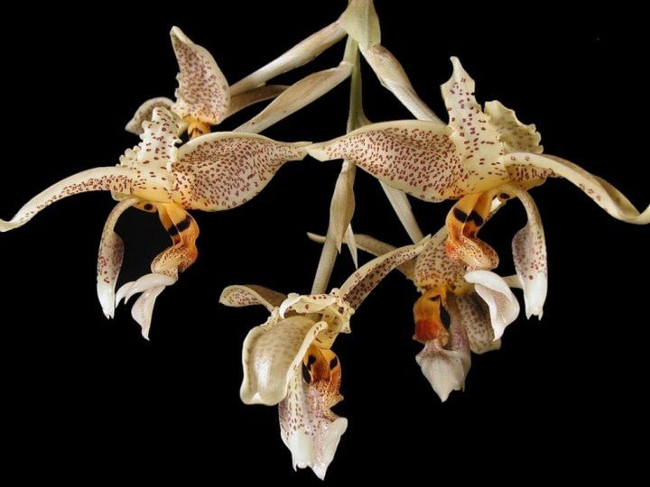 Orhidee Stanhopea mix - parfumata