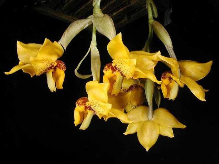 Orhidee Stanhopea mix - parfumata