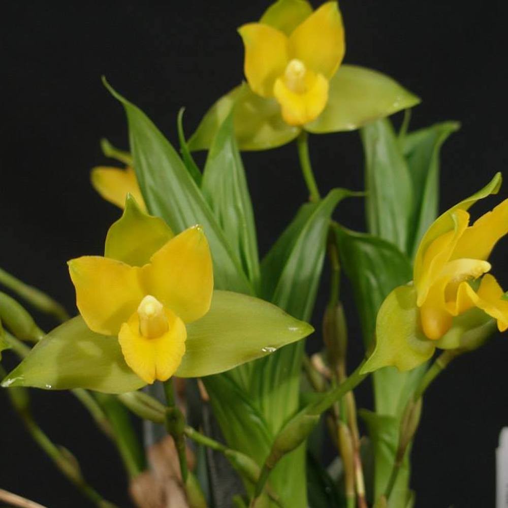 Orhidee Lycaste aromatica x cruenta