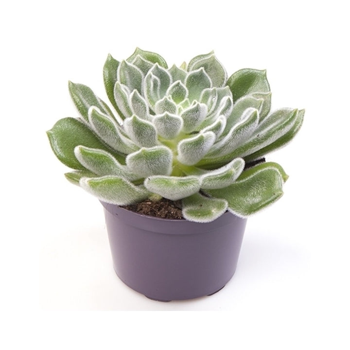 Echeveria Setosa