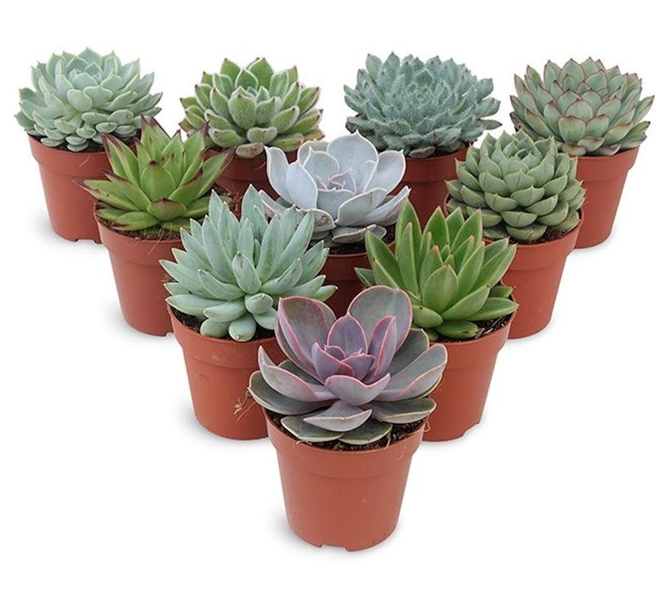 Echeveria midi mix -  rezistenta si spectaculoasa