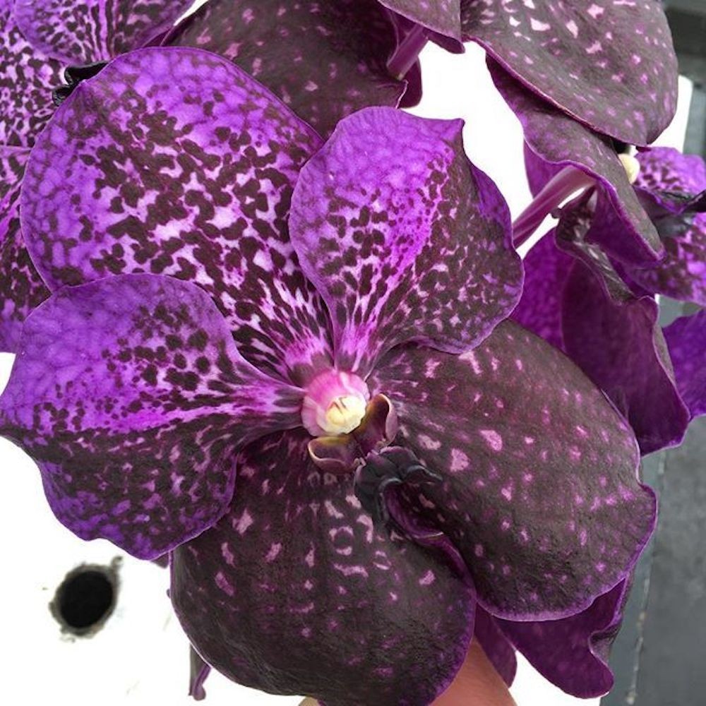 Orhideea Vanda Nitaya Byzantium, disponibila in magazin si online, pret special!