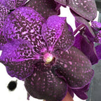 Orhideea Vanda Nitaya Byzantium, disponibila in magazin si online, pret special!