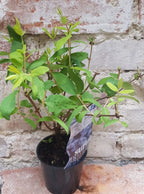 Lonicera kamtschatica morena -  Afin siberian, de vanzare la pret special!