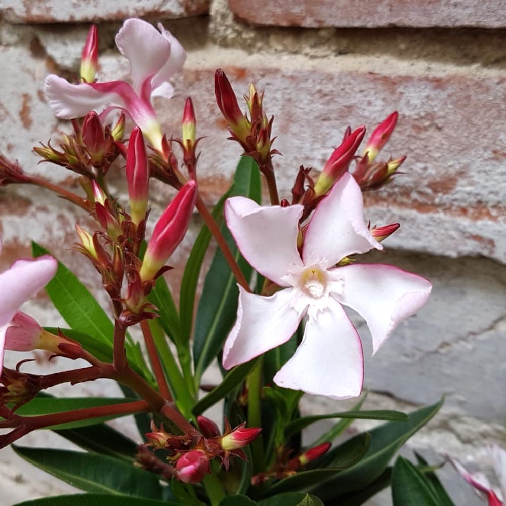 Leandru bicolor alb - roze - Nerium Olander, de vanzare la pret special!