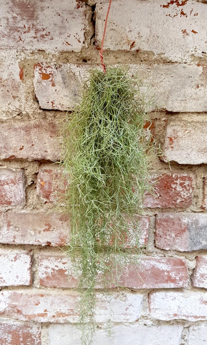 Tillandsia Usneoides, Spanish Moss ("Barba mosului")