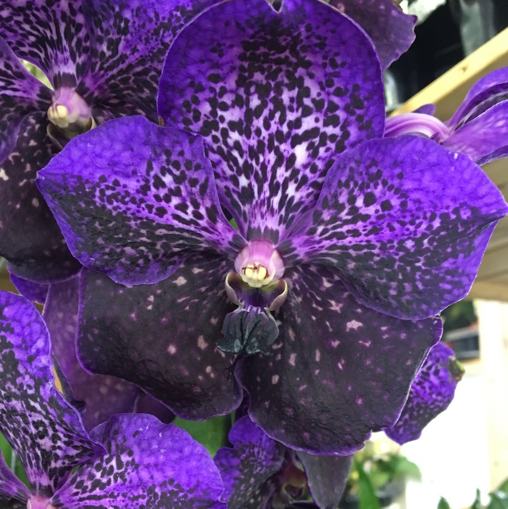 Orhideea Vanda Nitaya Byzantium, disponibila in magazin si online, pret special!