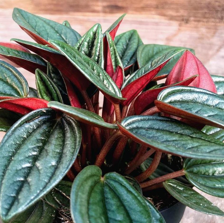 Peperomia Rosso