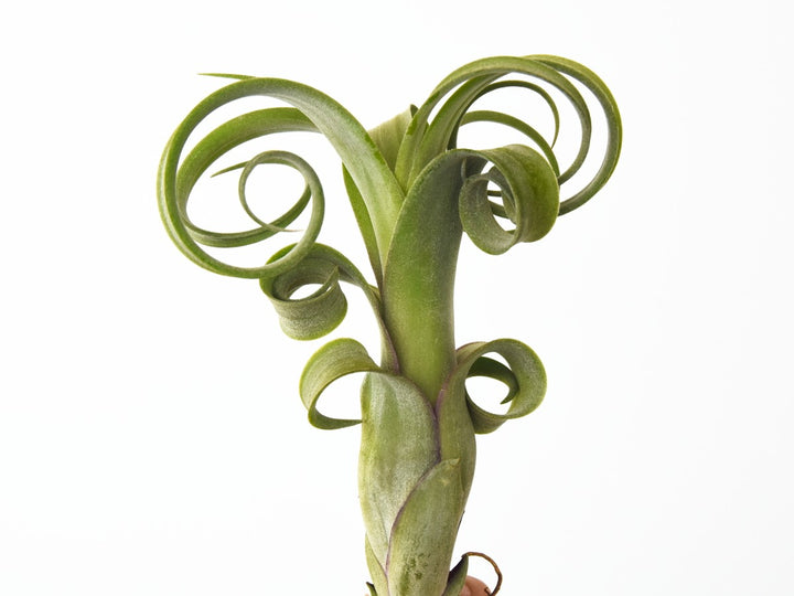 Tillandsia Curly Slim