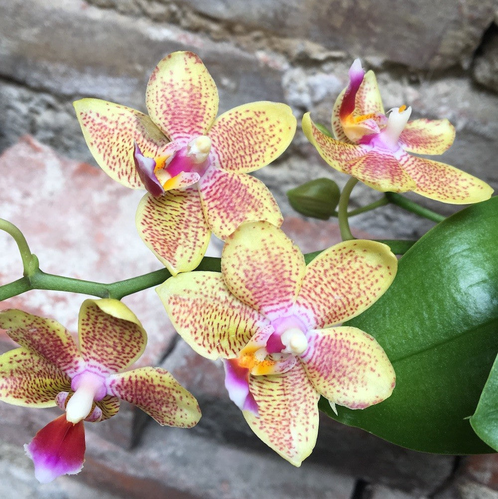 Orhidee Phalaenopsis Lucky Star parfumata