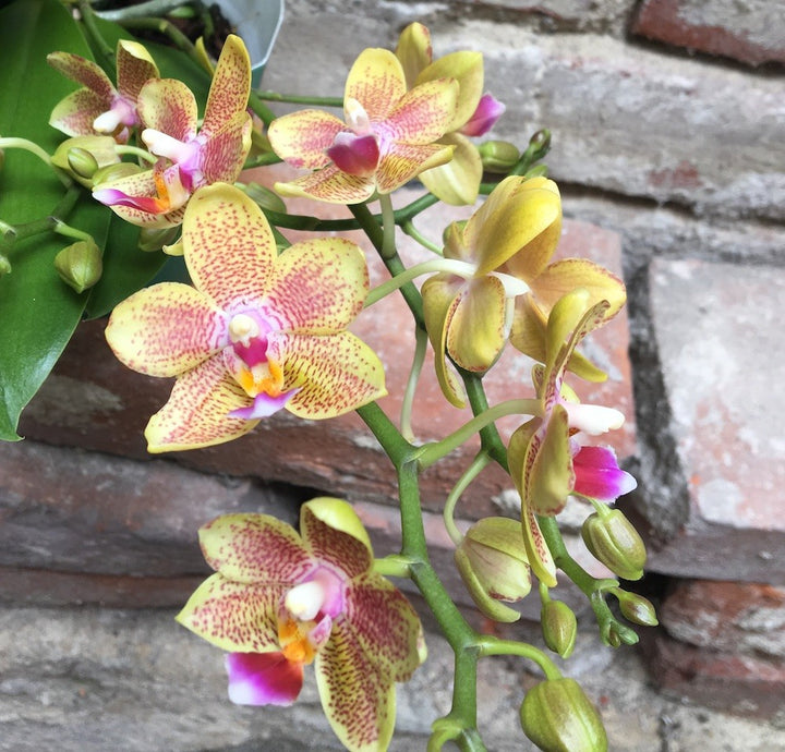 Orhidee Phalaenopsis Lucky Star parfumata