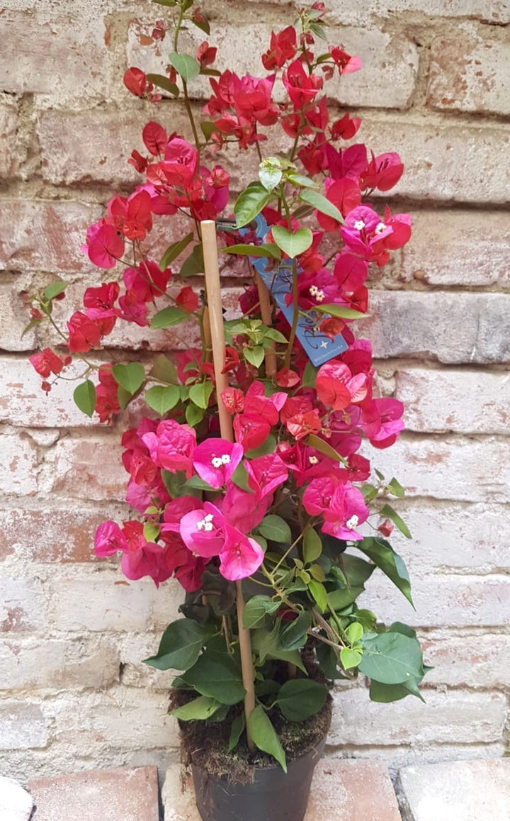 Comanda online Bougainvillea roz, Floarea de hartie cel mai bun pret!