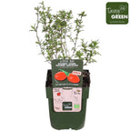 Goji bio la ghiveci - Lycium Instant Succes, de vanzare la pret special!