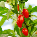 Lycium barbarum 'Instant Succes'