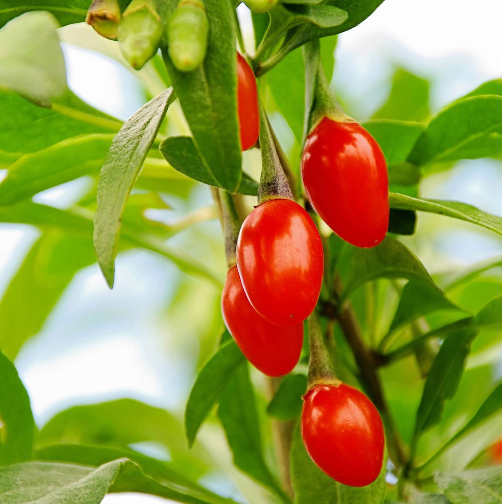 Lycium barbarum 'Instant Succes'