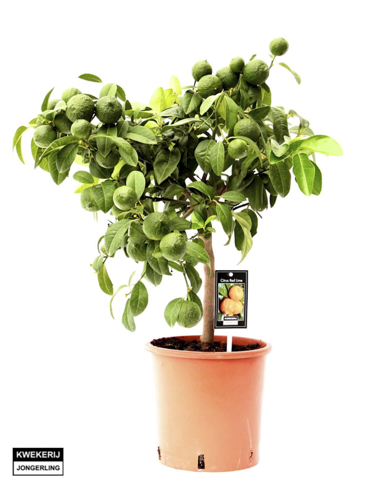 Citrus aurantifolia 'Red Lime'